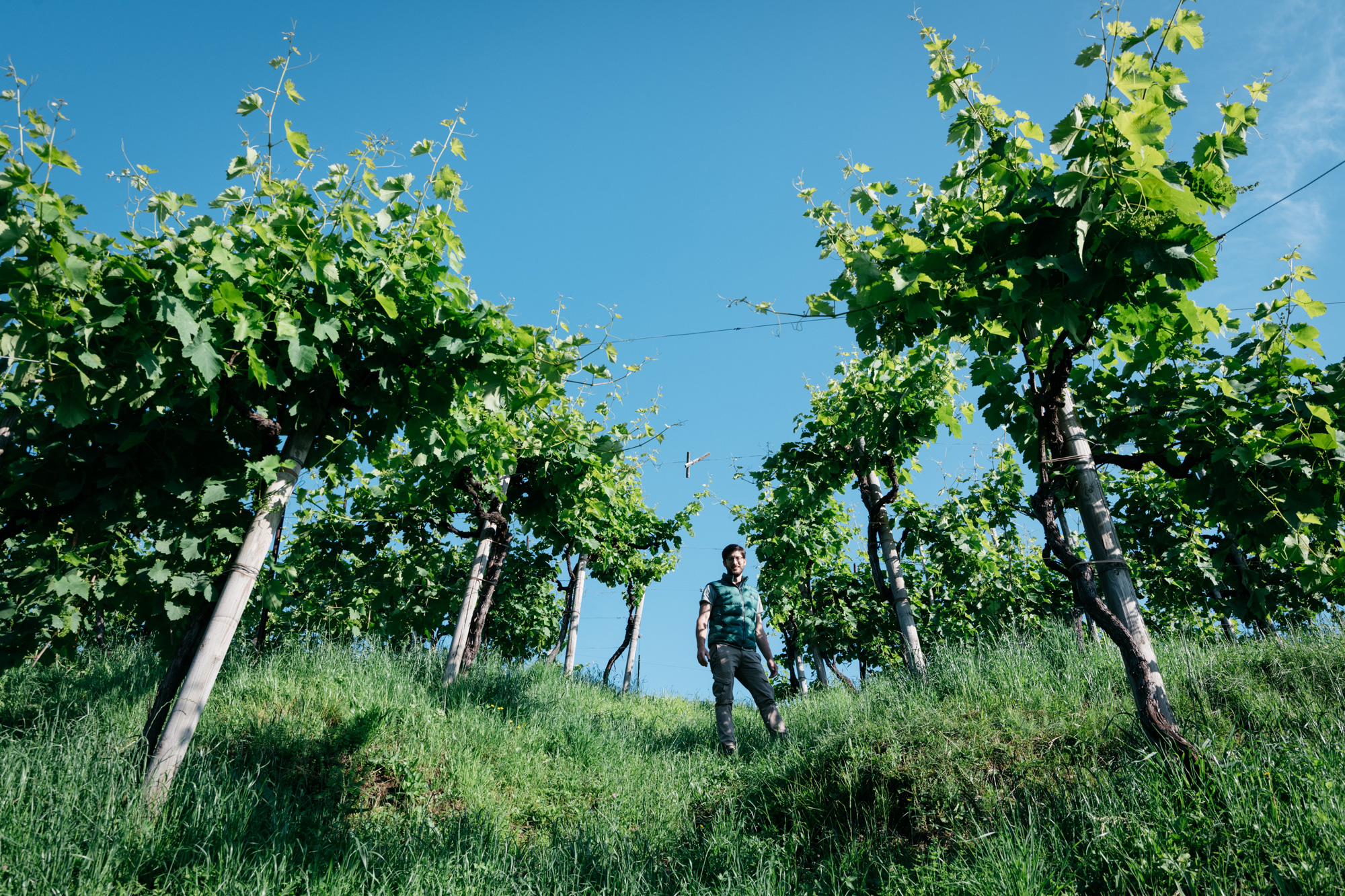 mongarda-2